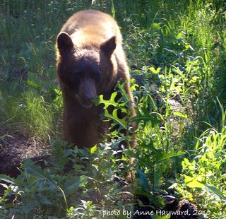 Wetmore Bear June 2010 012 Wetmore Bear June 2010 012