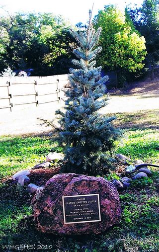 History Center Culpin Blue Spruce