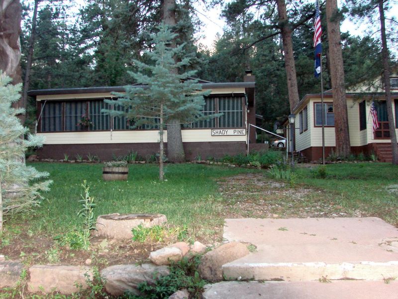 Shady Pine