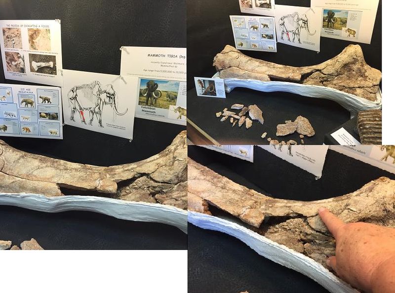 Mammoth in Wetmore1