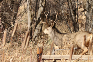 96 buck 96 buck