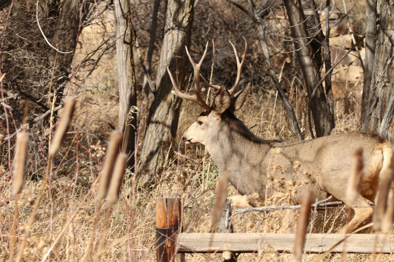 96 buck