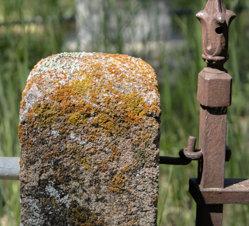 Lichen 1
