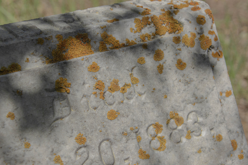 Lichen 2