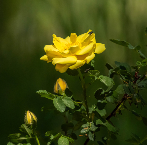 Rose